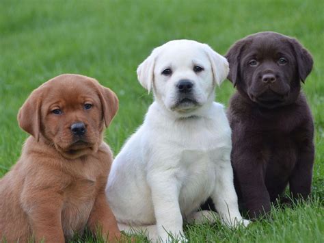 Labs: Breeding .
